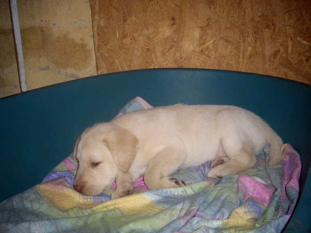 Labrador Retriever; m.
