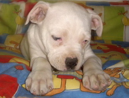 Buldog American - Alti catei si animale