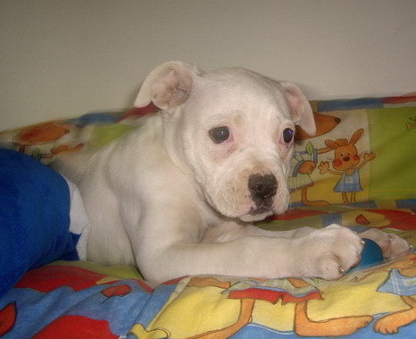 Buldog American - Alti catei si animale
