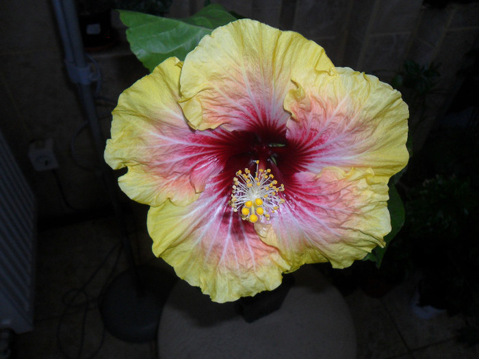 Hibiscus Tahitian Quinn