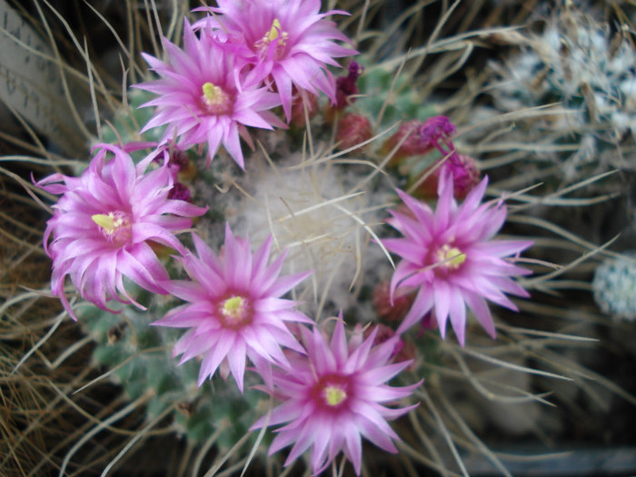 DSC09794 - Cactusi 2011
