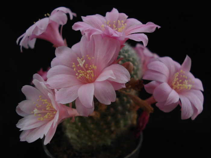 DSC09756 - Cactusi 2011