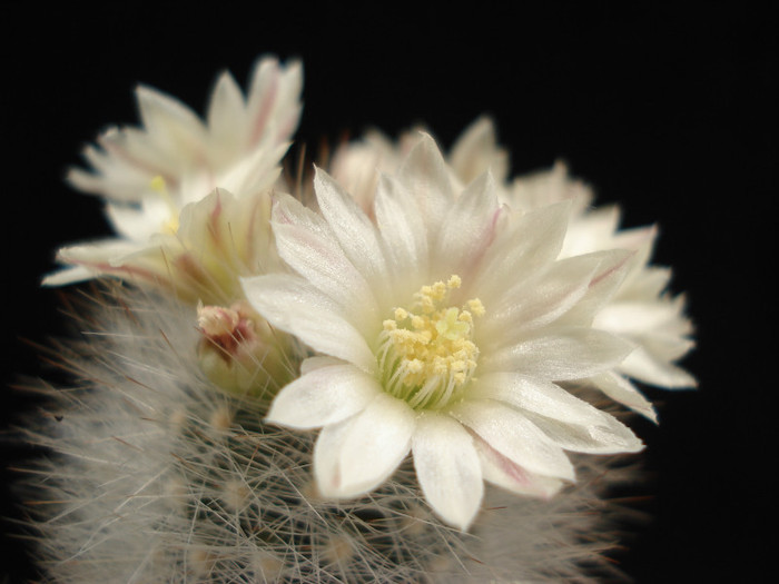 DSC09161 - Cactusi 2011