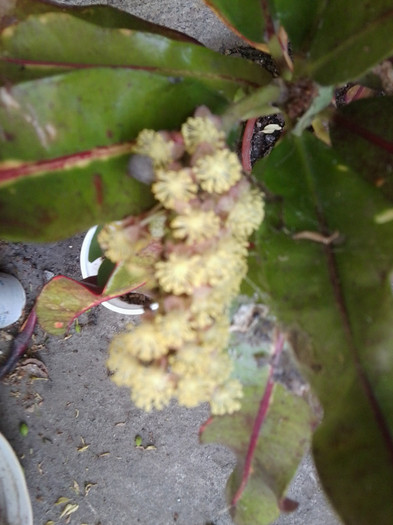 croton inflorit