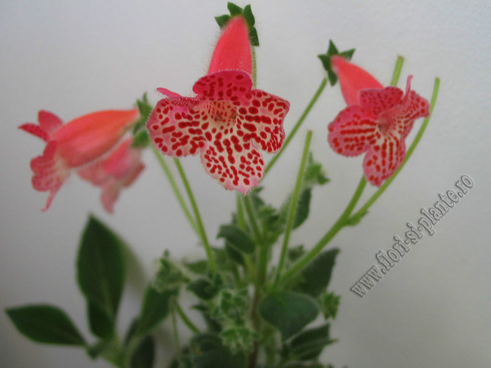 Kohleria Empress - KOHLERIA II