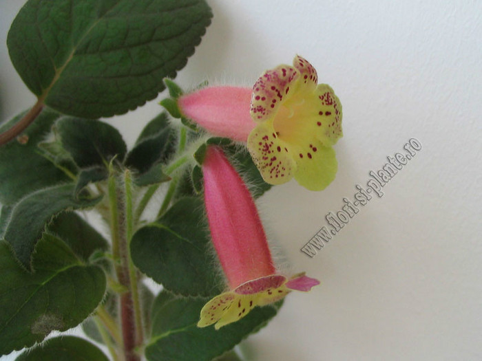 Kohleria Siriu; 2012
