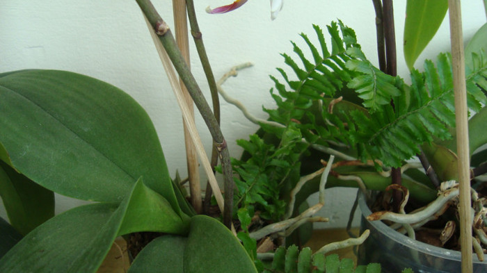 orhideea prietena cu feriga - aprilie
