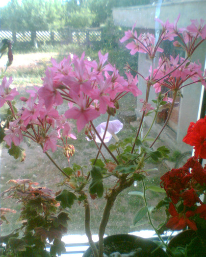 Picture 024 - Muscate
