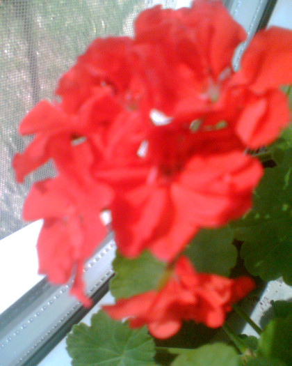 Picture 032 - Muscate