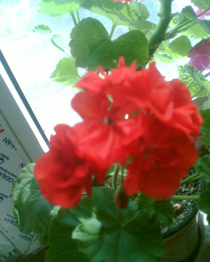 Picture 031 - Muscate