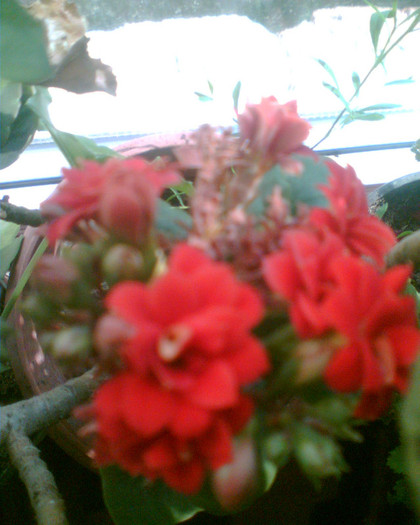 Picture 026 - Kalanchoe