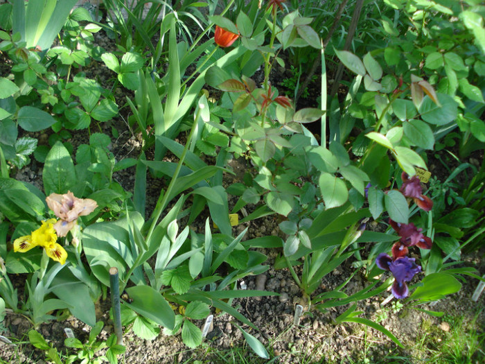 DSC07610 - irisi in gradina 2012