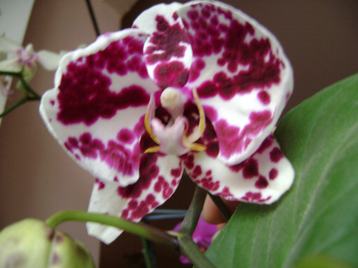 DSC08625 - orhidee 2012