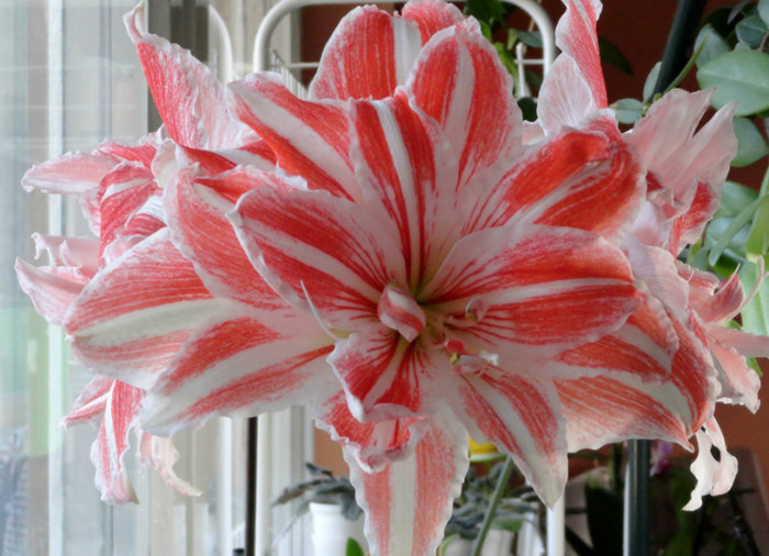 Floarea lunii; Hippeastrum (Amaryllis) Dancing Queen
