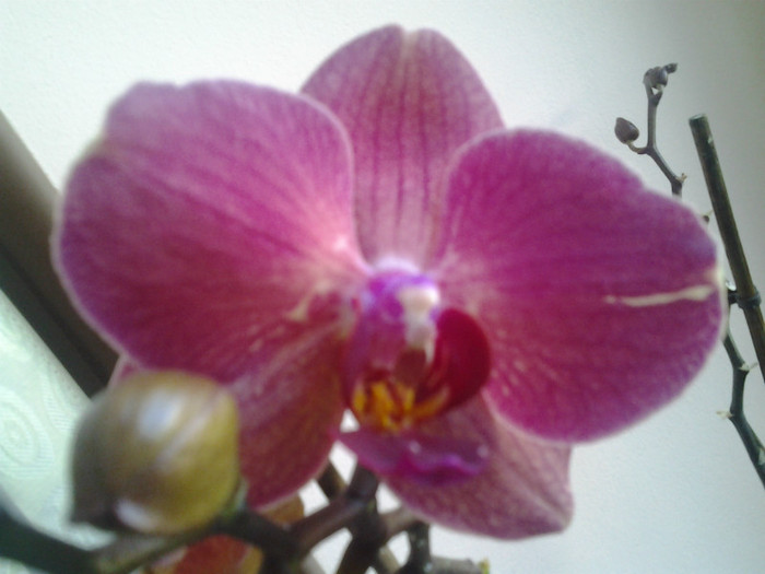 caramiziu - Orhidee 2012