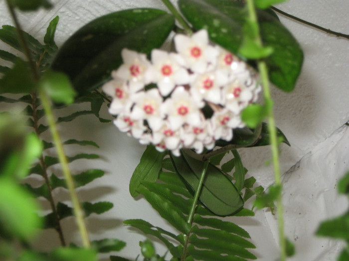 Lacrima Maicii Domnului - Hoya - Floarea de Ceara - flori de casa