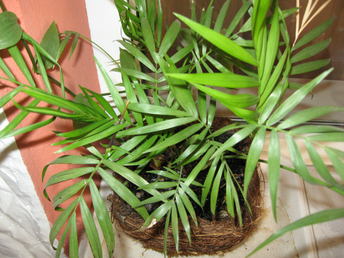 IMG_2705 - flori de casa