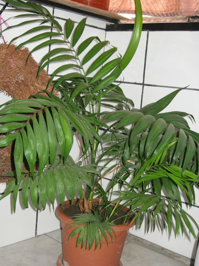 IMG_2706 - flori de casa