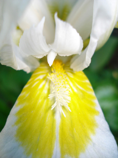 DSC07438 - Chrystal Bright