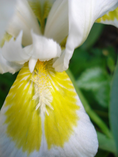 DSC07436 - Chrystal Bright