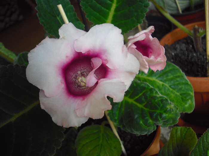 CIMG9851 - gloxinia 2012