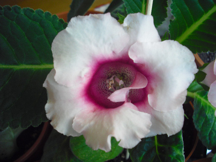 CIMG9904 - gloxinia 2012