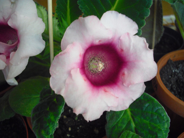 4 05 2012 - gloxinia 2012