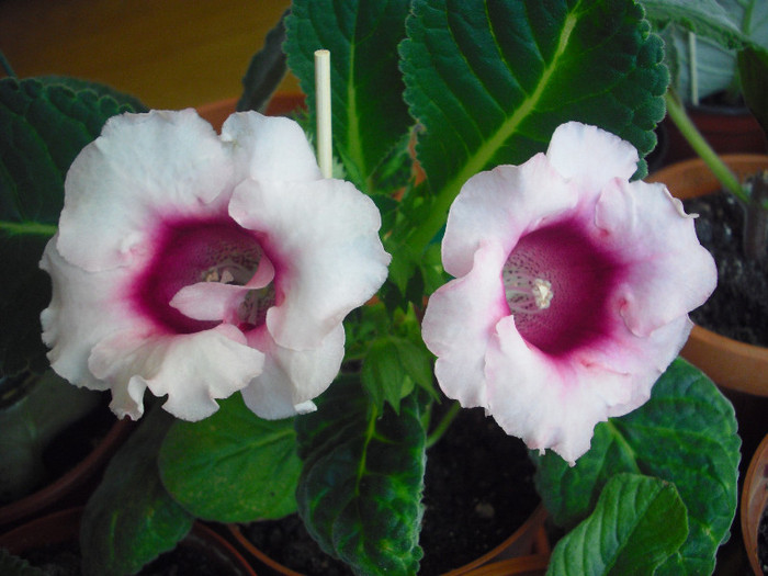 CIMG9902 - gloxinia 2012