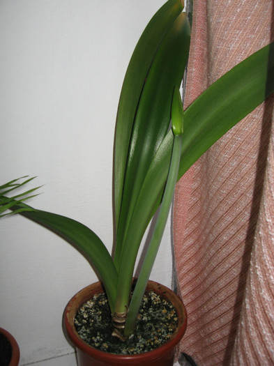 IMG_0728 - flori de casa