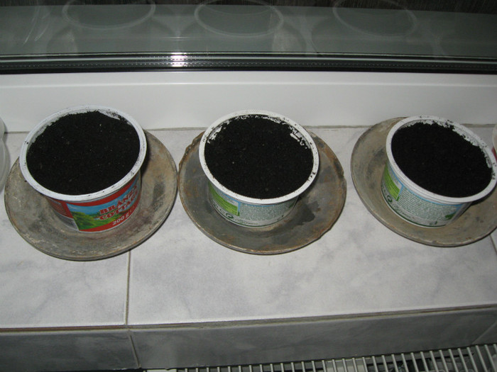 paw-paw - flori de casa