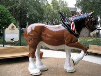 images (15) - Poze cai