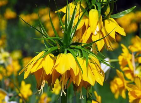 fritillaria - 1-Preferatel mele daca as avea casa cu gradina