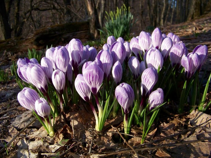 crocus