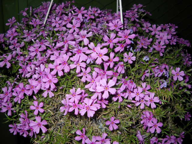 017 - PHLOX SUBULATA