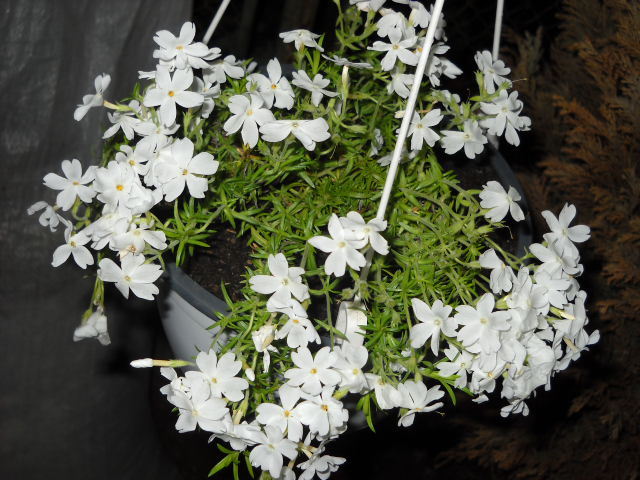 Pierdut - PHLOX SUBULATA