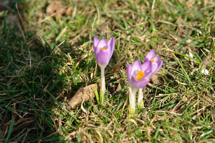 DSC04551 - martie 2012