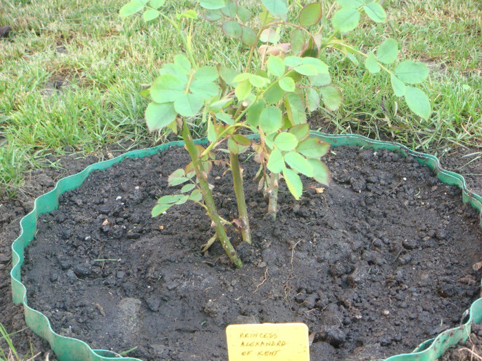 Princess Alexandra of Kent