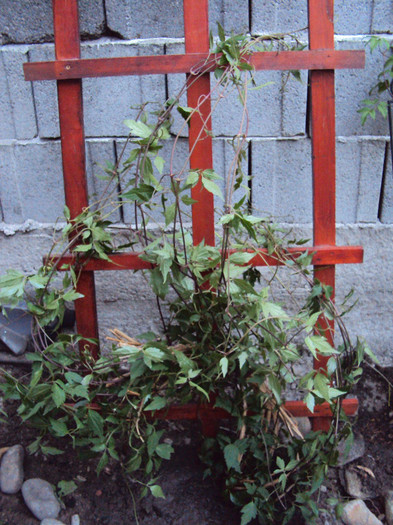 clematis primita azi