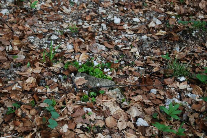 DSC_1800 - nikon