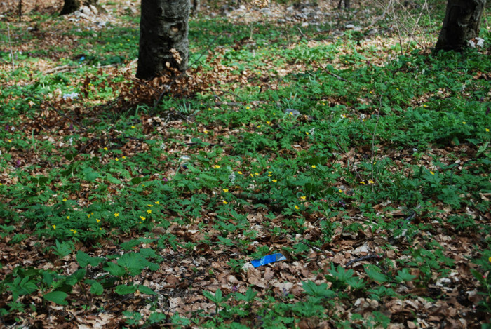 DSC_1801 - nikon