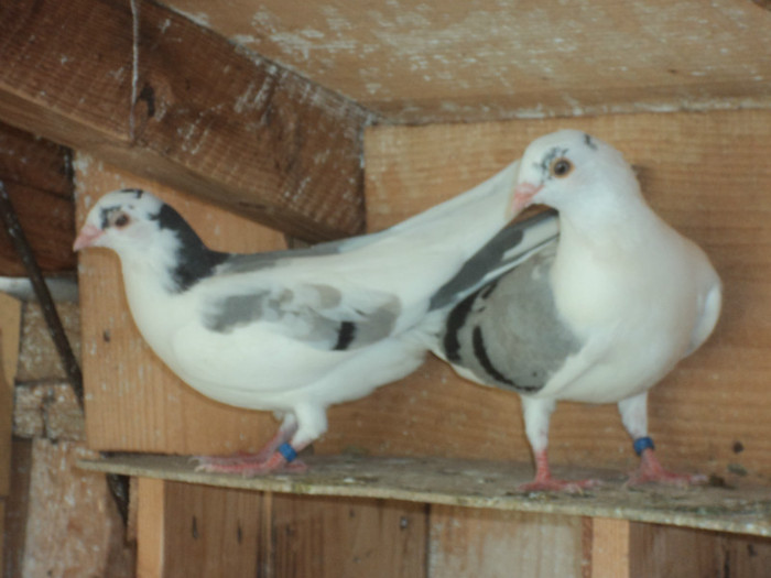 porumbei 2012 053