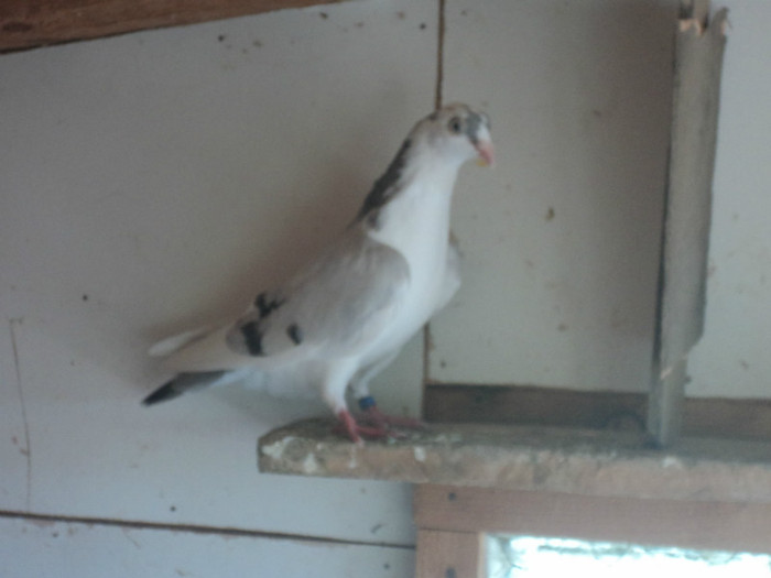 porumbei 2012 076