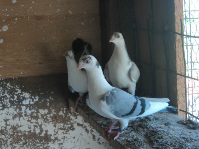 porumbei 2012 089