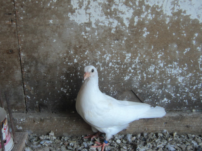 porumbei 2012 090