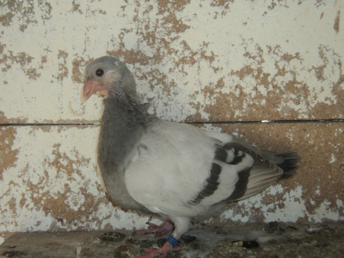 porumbei 2012 094