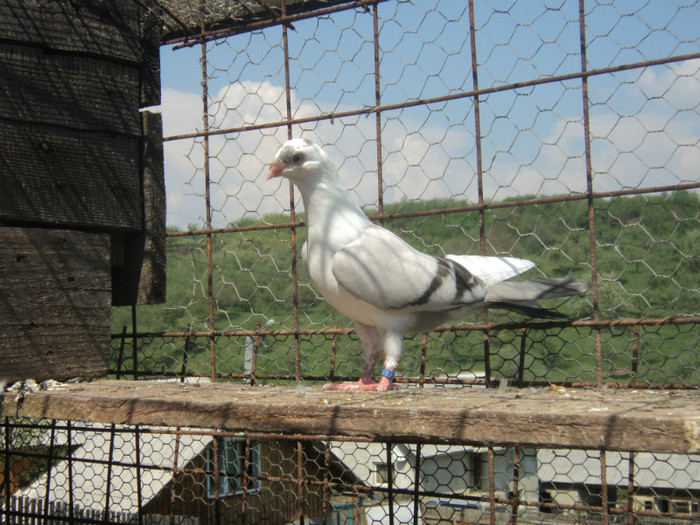 porumbei 2012 098