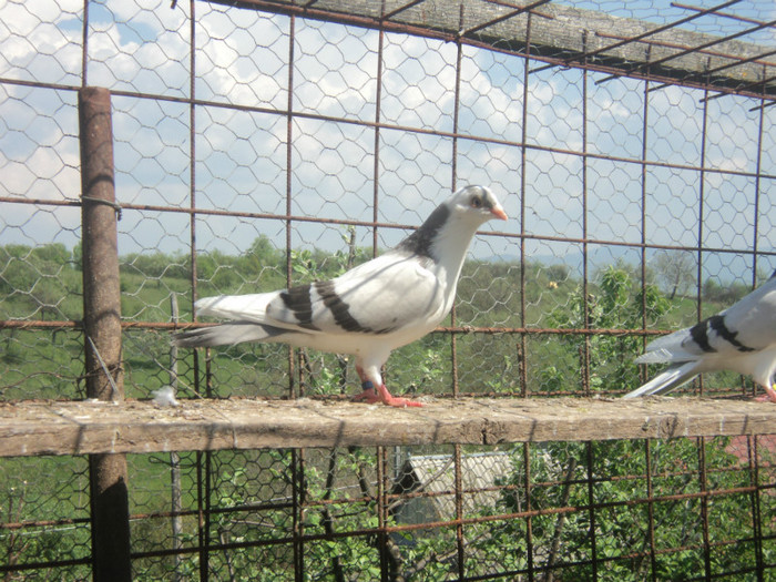 porumbei 2012 099