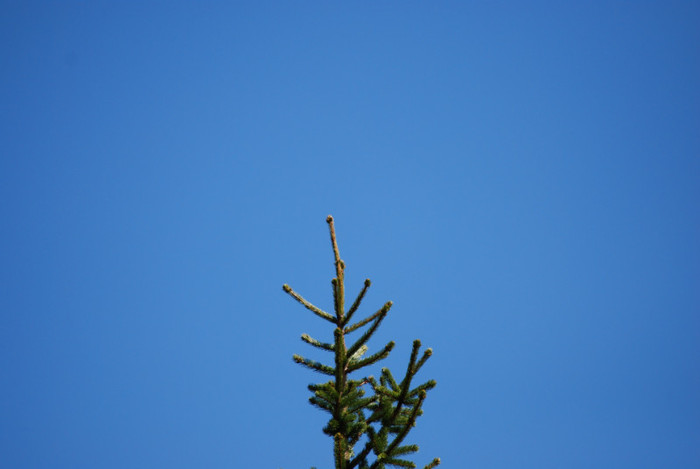 DSC_1921 - nikon