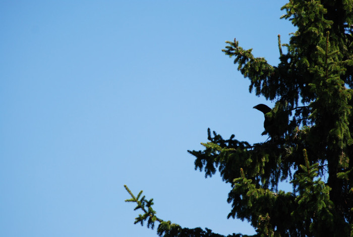 DSC_1926 - nikon