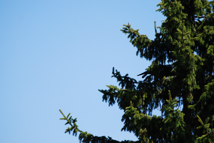 DSC_1927 - nikon